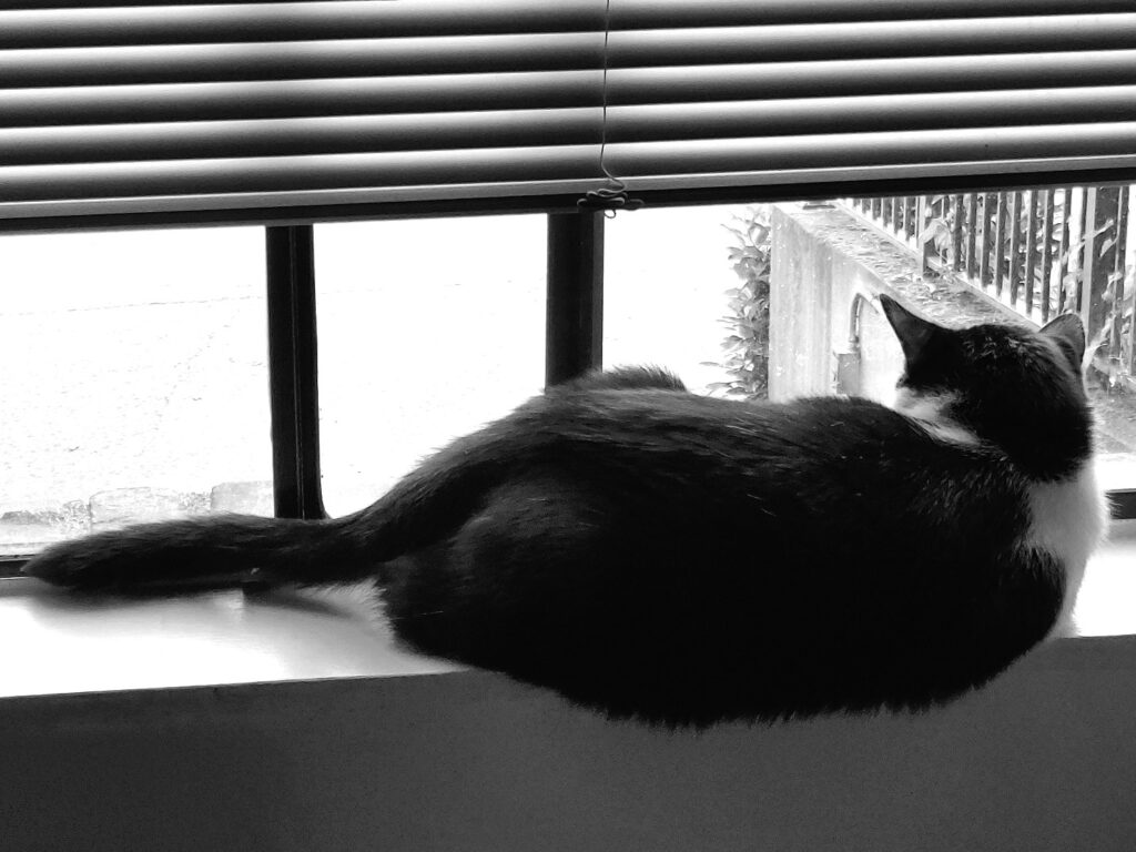 A cat sits in a window looking out at the street. It may be sulking because it lost a game of pinochle to the author.